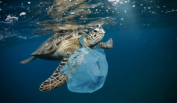 Vật liệu nhựa đang “bóp nghẹt” mọi sự sống trên hành tinh 